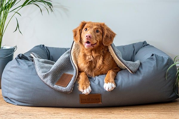 Guardería canina Tandil - ambiente familiar y acogedor para los perros huéspedes