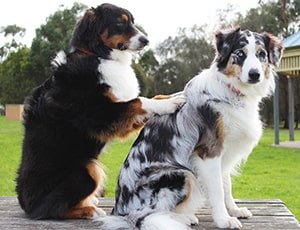 Perros conviviendo sin jaulas en la guardería canina de Tandil