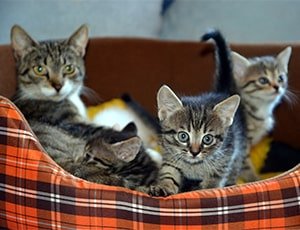 Paseo diario incluido en la guardería canina de Tandil